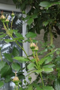 IMG_1624.JPG