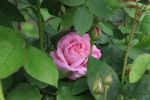 IMG_1623.JPG