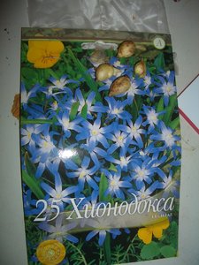 Луковичные 012.JPG