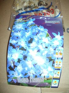 Chionodoxa forbesii Blue Giant Хиодонокса Блю Гиант 1уп 10 лук_  CIMG1623.JPG