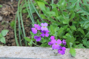 IMG_7934.JPG