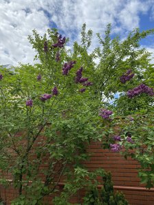 C24555B6-2C63-4529-912A-55621C5A3D9A.jpeg
