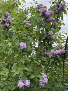 7025E0D6-D875-4710-852D-8142B681BE16.jpeg