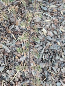 IMG_20220606_194835.jpg