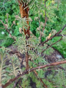 IMG_20220606_194729.jpg