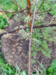 IMG_20220606_194709.jpg
