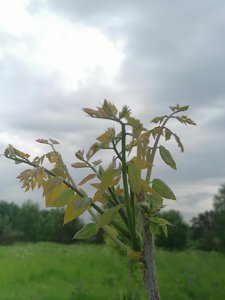 IMG_20220611_132159.jpg