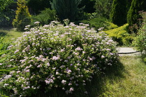 DSC03342.JPG