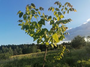 IMG_20220622_194318.jpg