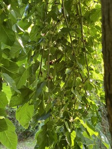 10E506B5-6F14-4B52-A740-9EAC45BBAA7B.jpeg