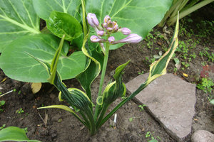 руки.jpg