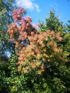 IMG_20220721_155525.jpg