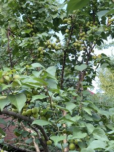 C439BCCD-07AF-4BA1-86DA-D14EBE50DB3E.jpeg