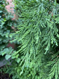4AB8B077-81EF-420A-A0FE-F75F1BC7219A.jpeg
