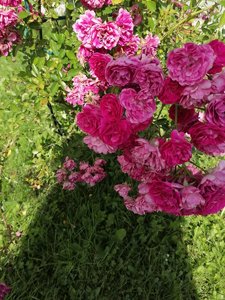 IMG_20220810_135013.jpg