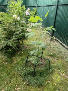IMG_20220908_090742.jpg