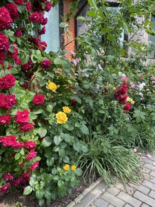 59D7132A-FBFA-49EA-8D29-3157DF70B6DF.jpeg