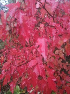 IMG_20220921_171256.jpg