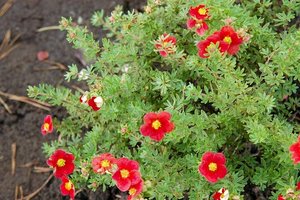 Лапчатка кустарниковая (сорт 'Marian Red Robin'©).jpg