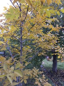1ED845DD-03B3-4396-AB2B-8FF6E76671EF.jpeg