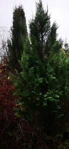 IMG_20221122_135959.jpg