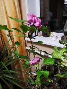 IMG_20230119_174239.jpg