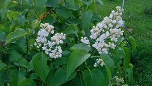 P_20230520_203524_1.jpg