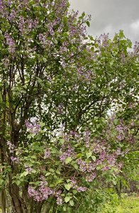 IMG_1531.jpeg