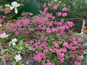 21B82CF1-C7B2-4617-A090-BE6F17484596.jpeg