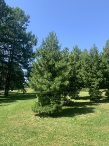 IMG_5182.jpeg
