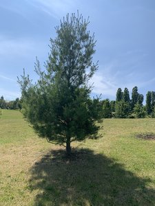 IMG_5271.jpeg