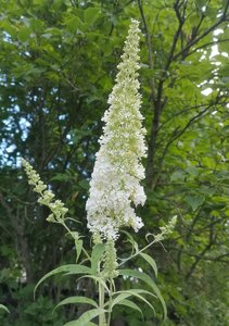 IMG_20230808_100758.jpg