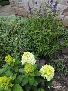 IMG_20230808_070500.jpg