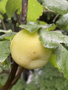 IMG_7119.jpeg