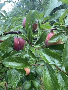 IMG_7113.jpeg