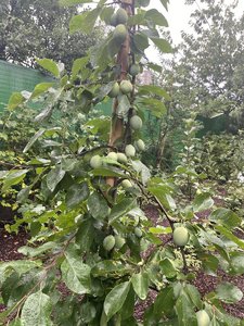 IMG_7078.jpeg