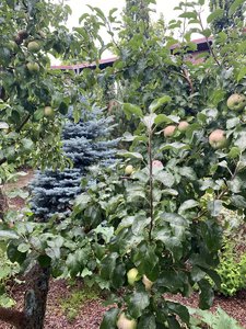 IMG_7130.jpeg