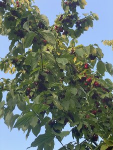 IMG_7195.jpeg