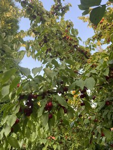 IMG_7194.jpeg