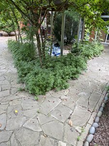IMG_7246.jpeg
