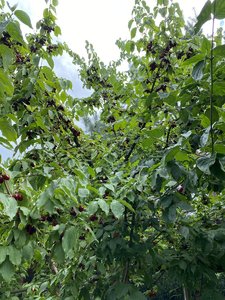IMG_7247.jpeg