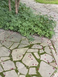 IMG_7249.jpeg
