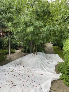 IMG_7250.jpeg