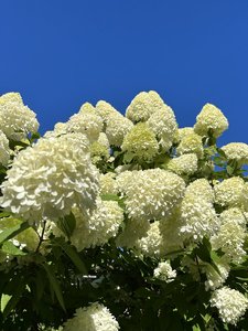 IMG_8090.jpeg