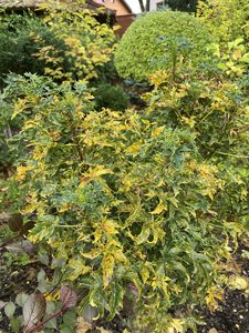 IMG_7479.jpeg