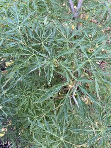 IMG_7485.jpeg