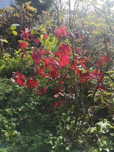 IMG_20231011_135325.jpg