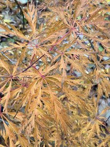 IMG_7625.jpeg