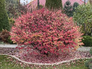 IMG_7627.jpeg