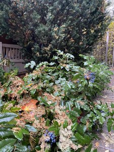 IMG_7657.jpeg